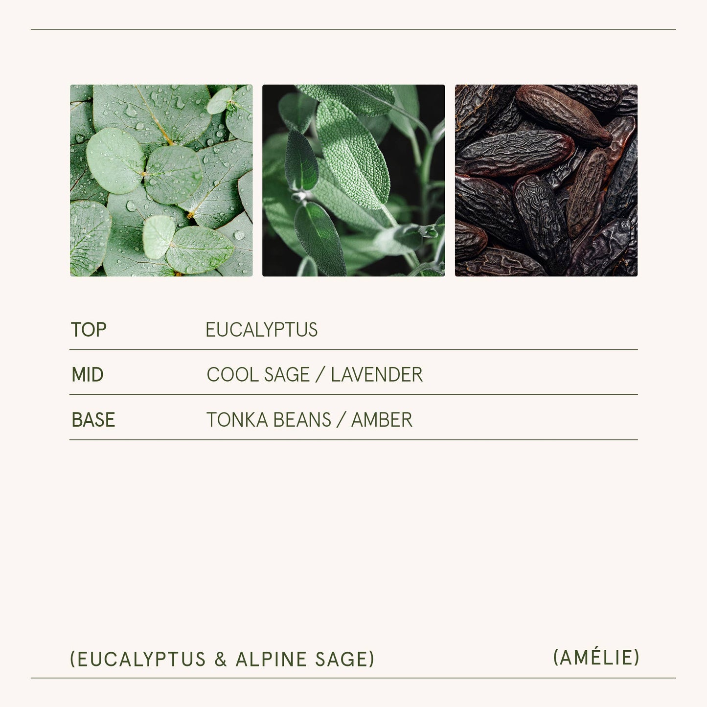 Amélie - Eucalyptus & Alpine Sage 11oz Candle