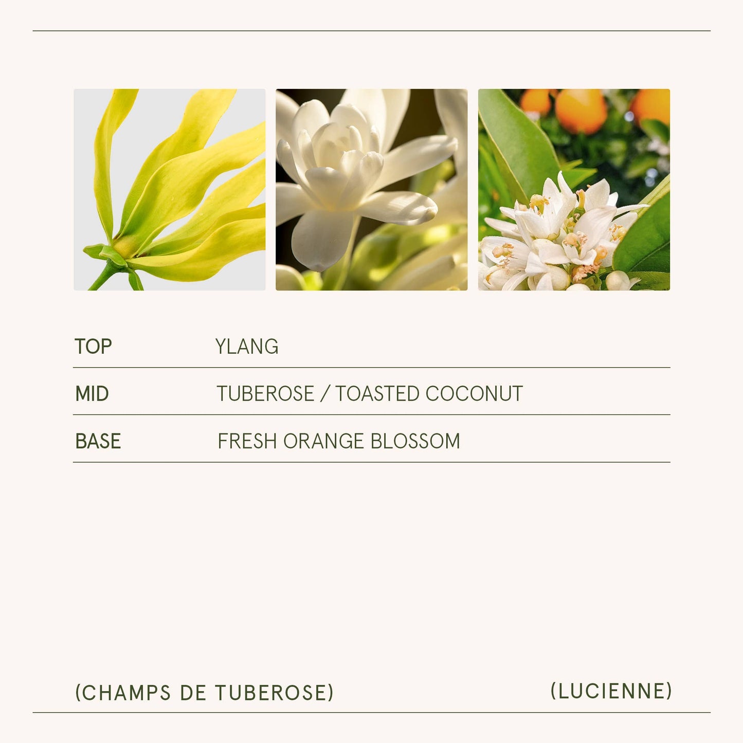 Lucienne - Champs de Tuberose 8oz Candle